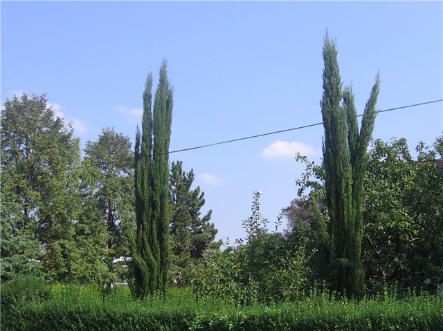 Cupressus sempervirens, Zagreb 